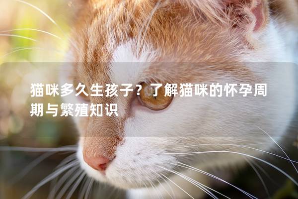 貓咪多久生孩子？了解貓咪的懷孕周期與繁殖知識