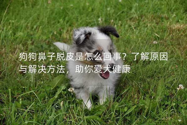 狗狗鼻子脫皮是怎么回事？了解原因與解決方法，助你愛犬健康