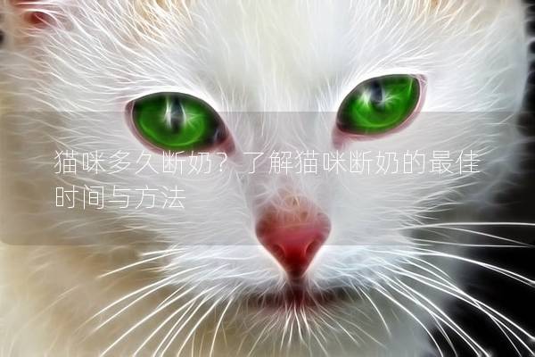 貓咪多久斷奶？了解貓咪斷奶的最佳時間與方法