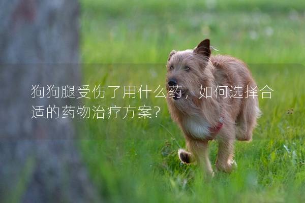 狗狗腿受傷了用什么藥，如何選擇合適的藥物治療方案？