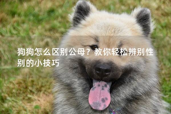 狗狗怎么區別公母？教你輕松辨別性別的小技巧