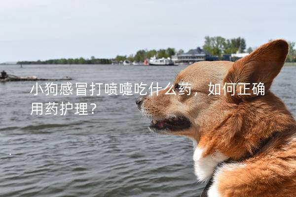 小狗感冒打噴嚏吃什么藥,如何正確用藥護理? 小狗感冒打噴嚏吃什么藥,如何正確用藥護理?