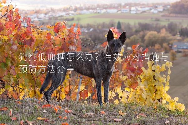 狗狗低血糖怎么辦？有效應(yīng)對(duì)措施與預(yù)防方法分享