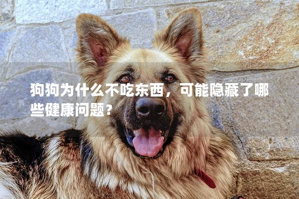 狗狗為什么不吃東西，可能隱藏了哪些健康問題？