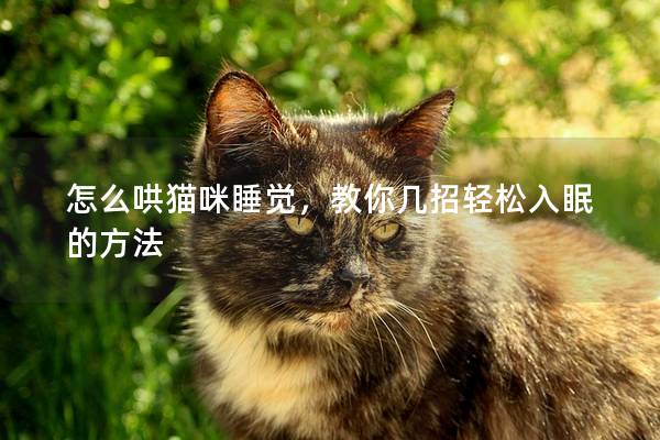 怎么哄貓咪睡覺，教你幾招輕松入眠的方法