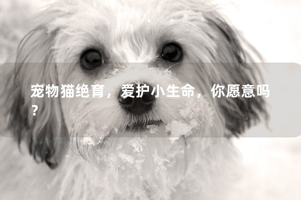 寵物貓絕育,愛護小生命,你愿意嗎? 寵物貓絕育,愛護小生命,你愿意嗎?