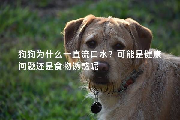 狗狗為什么一直流口水？可能是健康問題還是食物誘惑呢