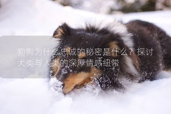 狗狗為什么忠誠(chéng)的秘密是什么？探討犬類(lèi)與人類(lèi)的深厚情感紐帶