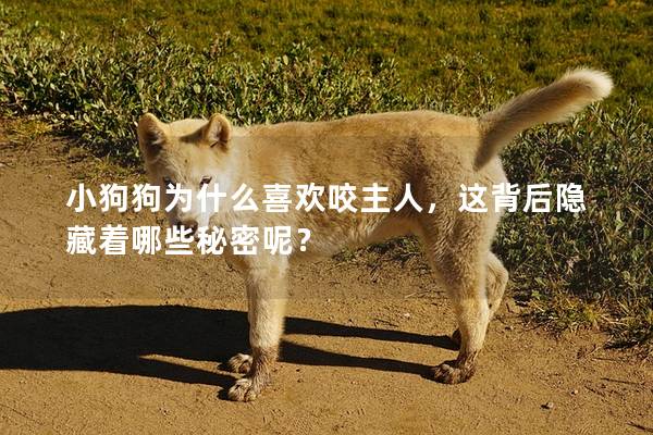 小狗狗為什么喜歡咬主人,這背后隱藏著哪些秘密呢? 小狗狗為什么喜歡咬主人,這背后隱藏著哪些秘密呢?