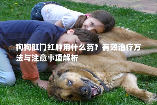 狗狗肛門紅腫用什么藥？有效治療方法與注意事項解析