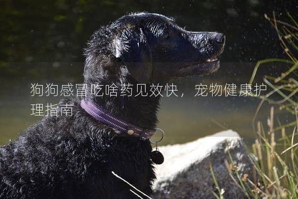狗狗感冒吃啥藥見效快，寵物健康護理指南