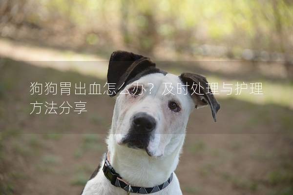 狗狗胃出血怎么辦?及時處理與護理方法分享 狗狗胃出血怎么辦?及時處理與護理方法分享