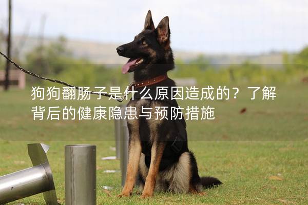 狗狗翻腸子是什么原因造成的？了解背后的健康隱患與預防措施