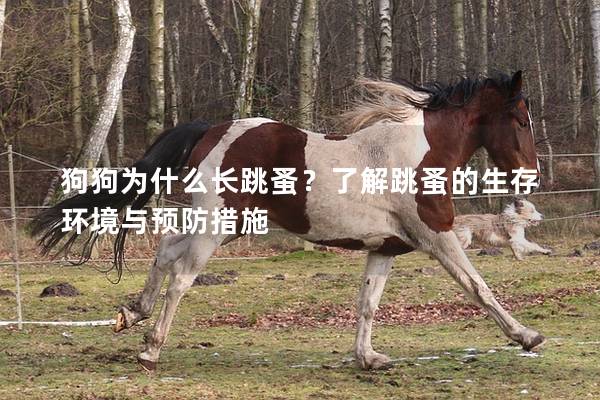 狗狗為什么長跳蚤？了解跳蚤的生存環(huán)境與預(yù)防措施