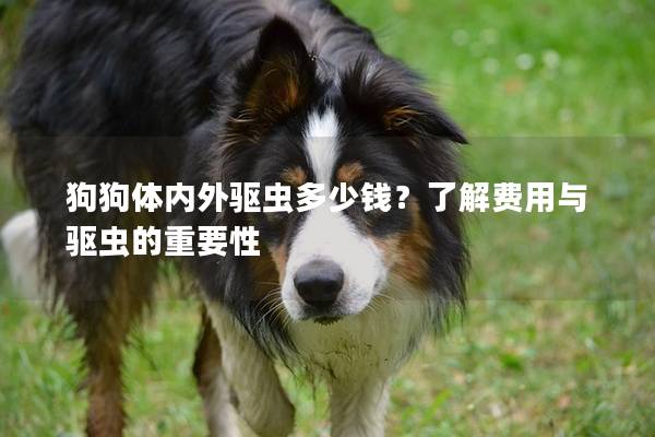 狗狗體內外驅蟲多少錢?了解費用與驅蟲的重要性 狗狗體內外驅蟲多少錢?了解費用與驅蟲的重要性