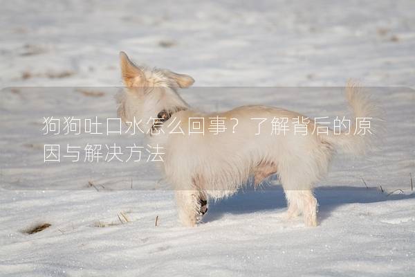 狗狗吐口水怎么回事？了解背后的原因與解決方法
