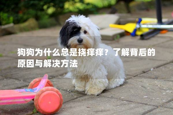 狗狗為什么總是撓癢癢？了解背后的原因與解決方法
