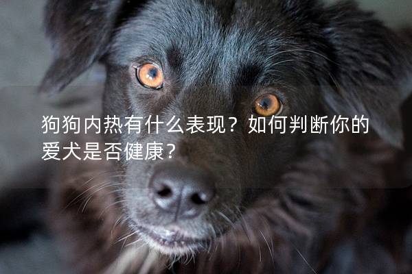 狗狗內熱有什么表現？如何判斷你的愛犬是否健康？