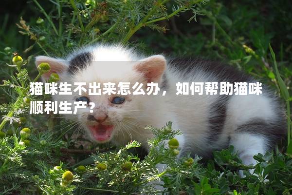 貓咪生不出來怎么辦，如何幫助貓咪順利生產(chǎn)？