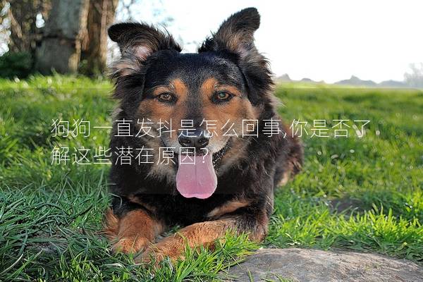 狗狗一直發抖是怎么回事,你是否了解這些潛在原因？