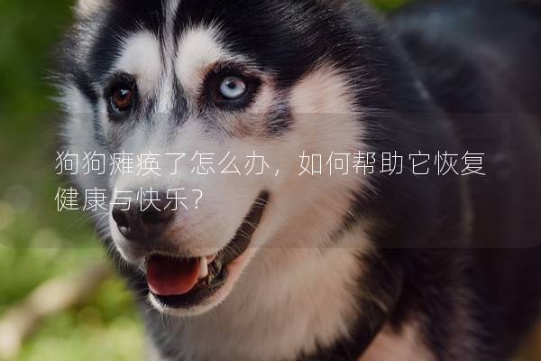 狗狗癱瘓了怎么辦，如何幫助它恢復健康與快樂？