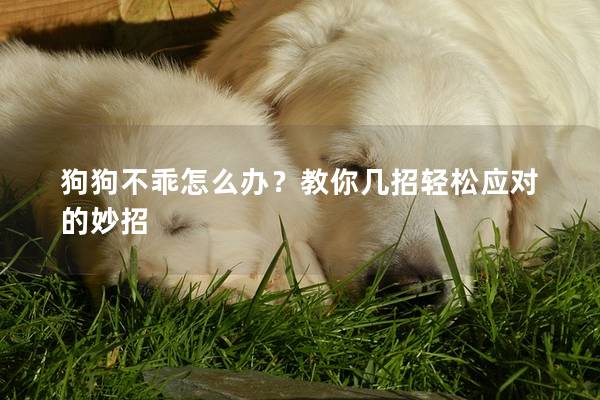 狗狗不乖怎么辦？教你幾招輕松應(yīng)對的妙招