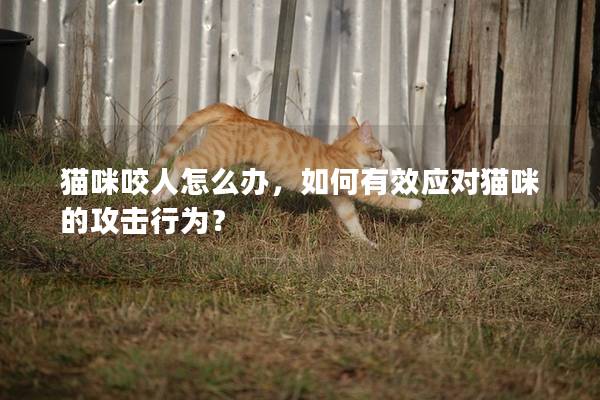 貓咪咬人怎么辦,如何有效應對貓咪的攻擊行為? 貓咪咬人怎么辦,如何有效應對貓咪的攻擊行為?