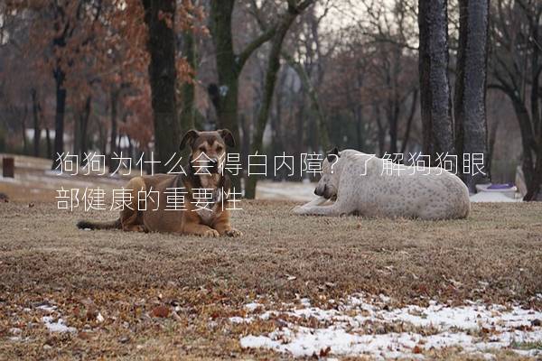 狗狗為什么會得白內(nèi)障？了解狗狗眼部健康的重要性