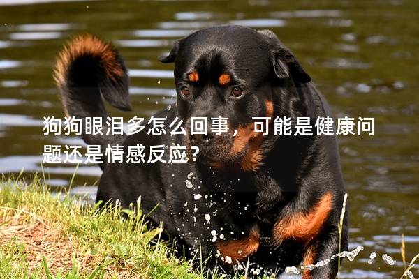 狗狗眼淚多怎么回事，可能是健康問題還是情感反應？