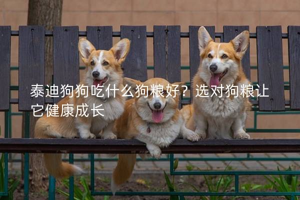 泰迪狗狗吃什么狗糧好？選對(duì)狗糧讓它健康成長(zhǎng)