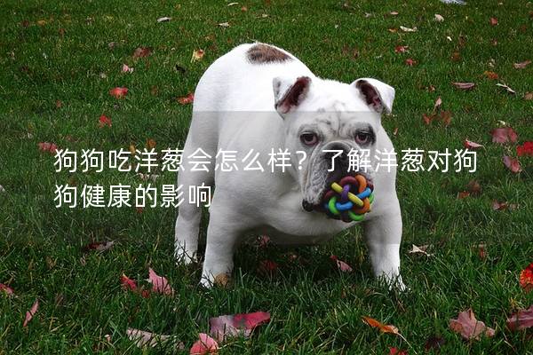 狗狗吃洋蔥會怎么樣？了解洋蔥對狗狗健康的影響