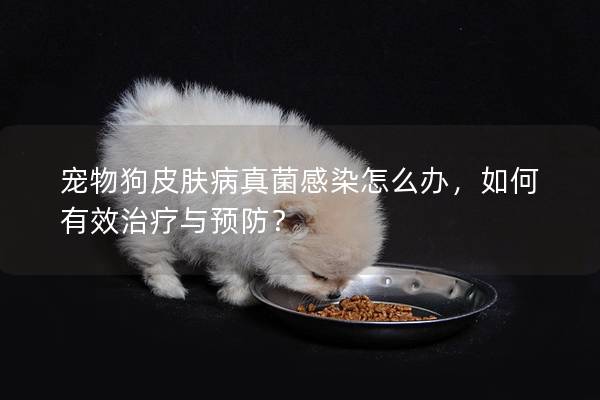 寵物狗皮膚病真菌感染怎么辦，如何有效治療與預防？