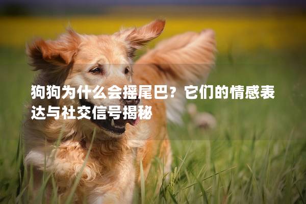 狗狗為什么會(huì)搖尾巴?它們的情感表達(dá)與社交信號(hào)揭秘 狗狗為什么會(huì)搖尾巴?它們的情感表達(dá)與社交信號(hào)揭秘