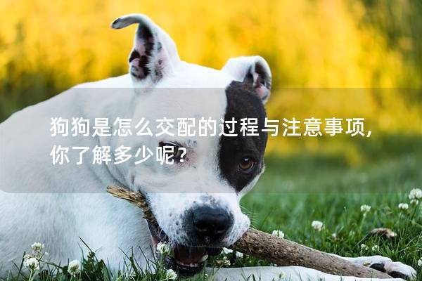 狗狗是怎么交配的過(guò)程與注意事項(xiàng),你了解多少呢？