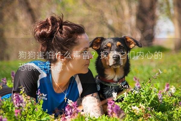 狗狗害怕什么聲音？探尋它們內心的恐懼與安慰