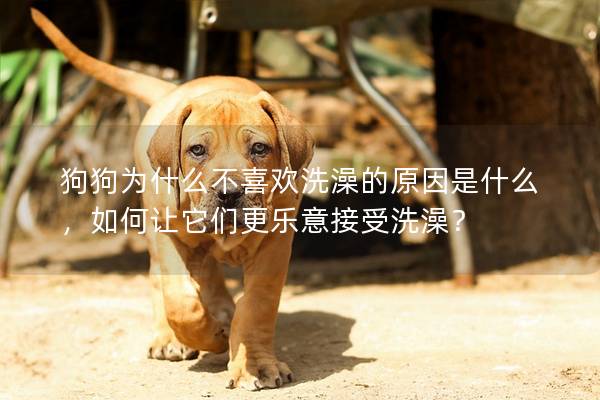 狗狗為什么不喜歡洗澡的原因是什么，如何讓它們更樂意接受洗澡？