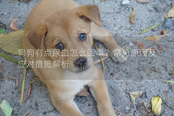 狗狗有點尿血怎么回事？常見原因及應對措施解析