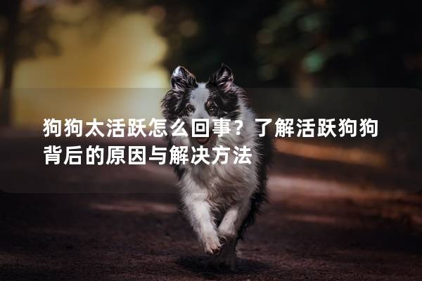 狗狗太活躍怎么回事？了解活躍狗狗背后的原因與解決方法