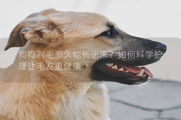 狗狗剃毛多久能長出來？如何科學護理讓毛發更健康