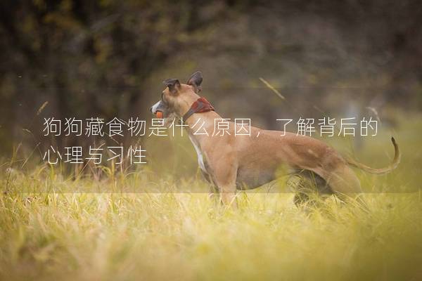 狗狗藏食物是什么原因，了解背后的心理與習性