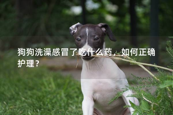 狗狗洗澡感冒了吃什么藥,如何正確護理? 狗狗洗澡感冒了吃什么藥,如何正確護理?