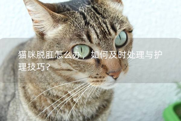 貓咪脫肛怎么辦，如何及時處理與護(hù)理技巧？