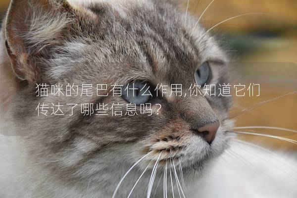 貓咪的尾巴有什么作用,你知道它們傳達了哪些信息嗎？