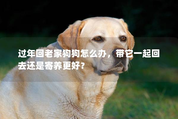 過年回老家狗狗怎么辦，帶它一起回去還是寄養更好？