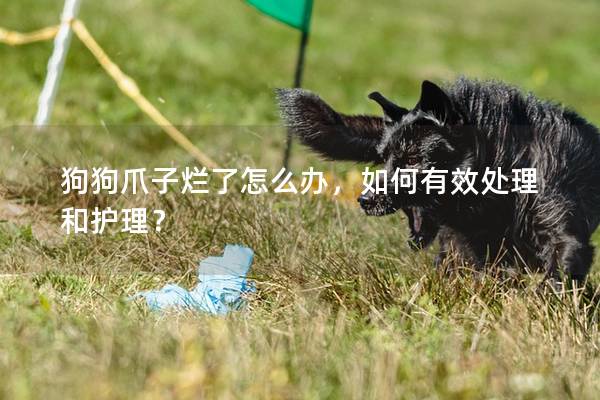 狗狗爪子爛了怎么辦，如何有效處理和護理？