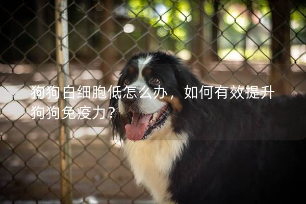 狗狗白細胞低怎么辦，如何有效提升狗狗免疫力？