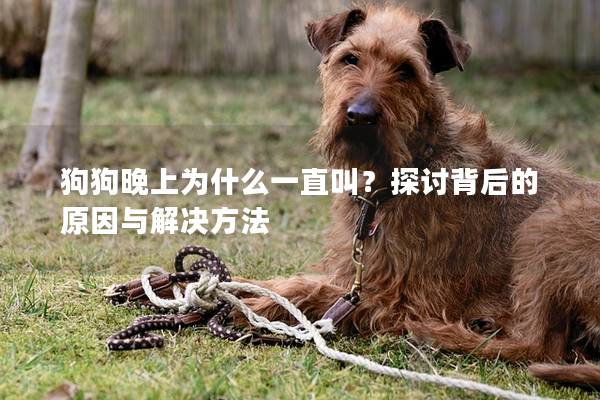 狗狗晚上為什么一直叫？探討背后的原因與解決方法