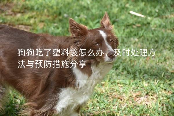 狗狗吃了塑料袋怎么辦，及時處理方法與預防措施分享