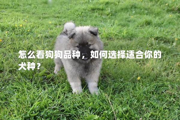 怎么看狗狗品種，如何選擇適合你的犬種？