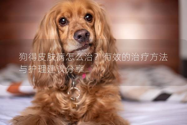 狗得皮膚病怎么治?有效的治療方法與護(hù)理建議分享 狗得皮膚病怎么治?有效的治療方法與護(hù)理建議分享